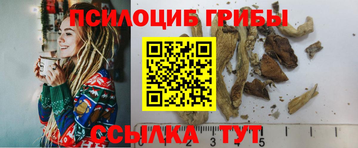Псилоцибиновые грибы Psilocybine cubensis Алексеевка